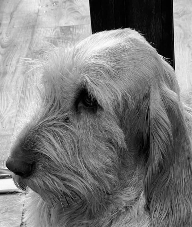 Mabel, a Spinone Italiano tested with EmbarkVet.com