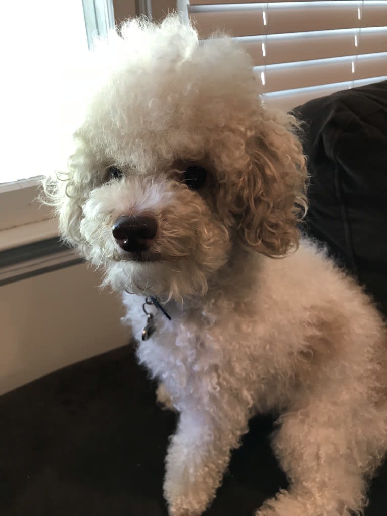 Reeves The Majestic, a Poodle (Small) tested with EmbarkVet.com