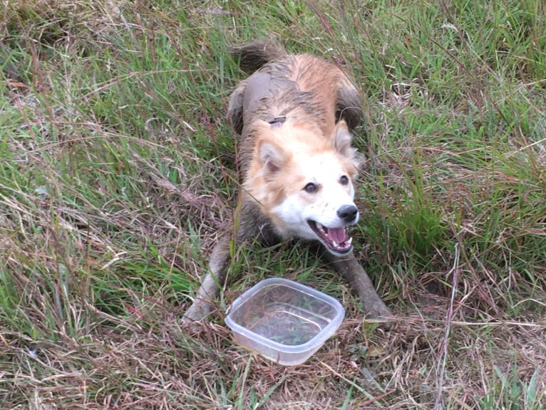 Ashna, a South Asian Village Dog tested with EmbarkVet.com