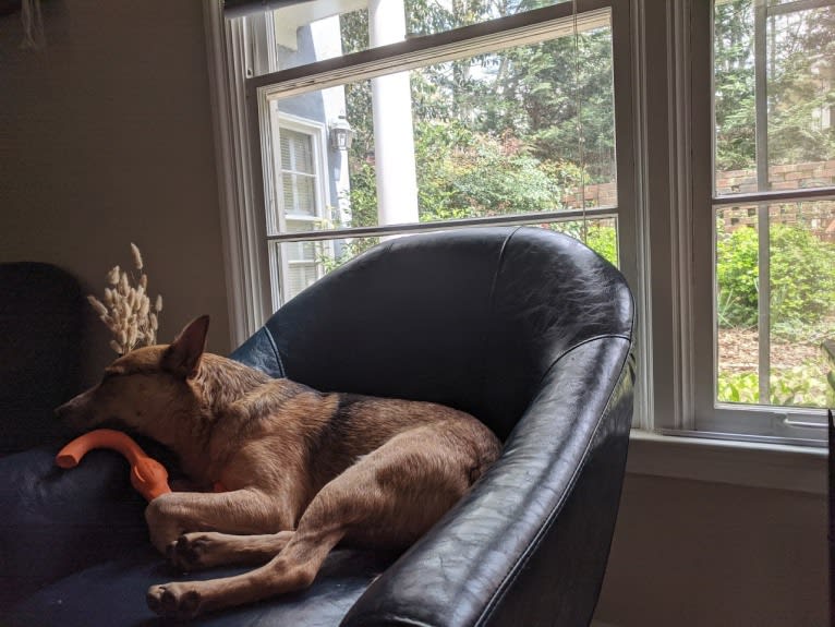 Melvin, an Australian Cattle Dog tested with EmbarkVet.com