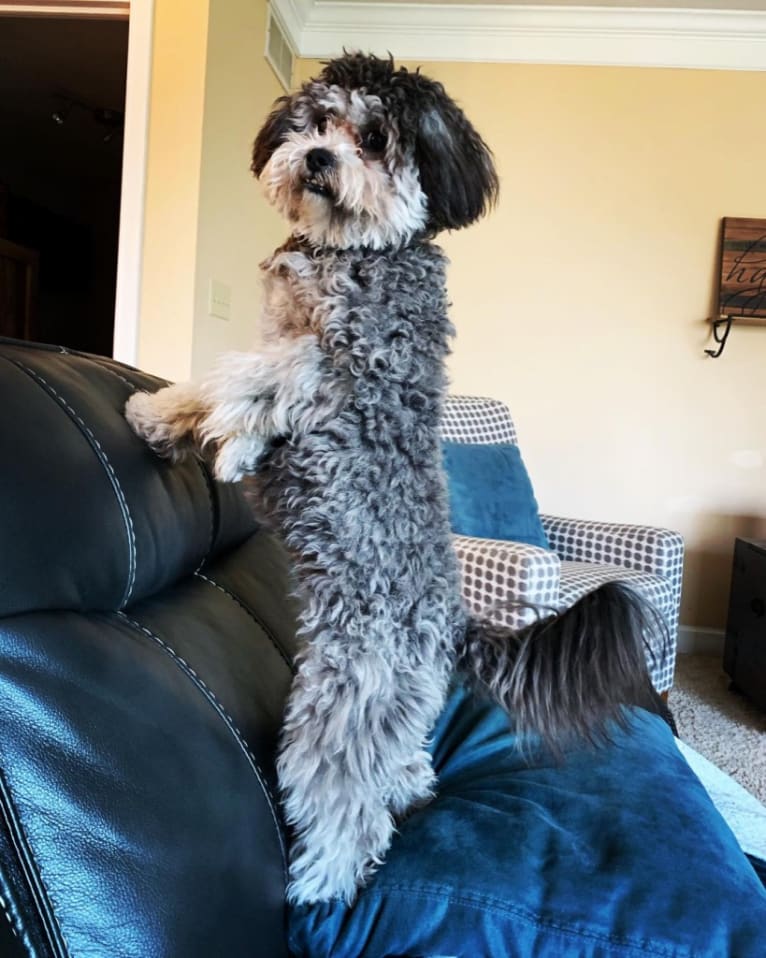 Bear, a Poodle (Small) and Shih Tzu mix tested with EmbarkVet.com