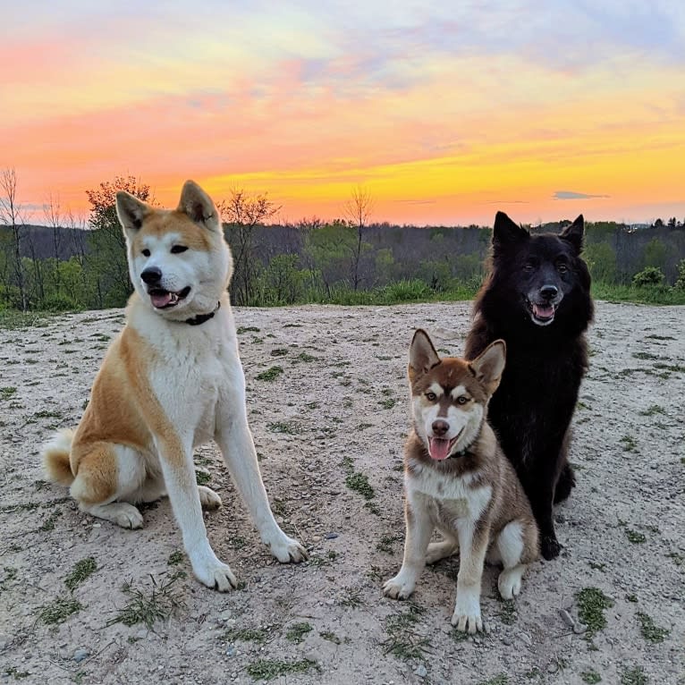 Gambit, a Siberian Husky and Australian Shepherd mix tested with EmbarkVet.com