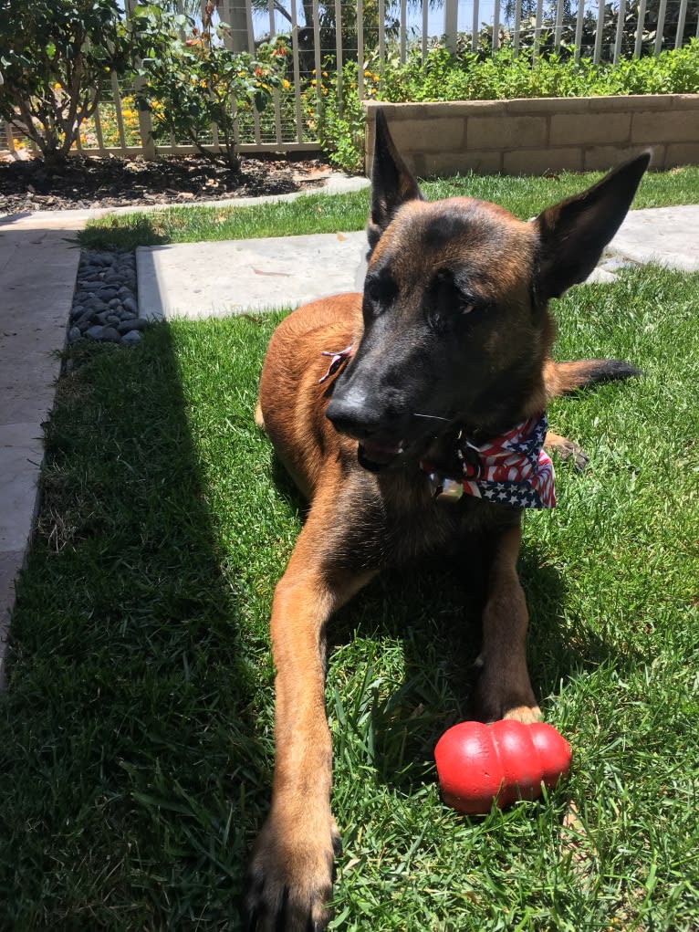 Oden, a Belgian Shepherd tested with EmbarkVet.com