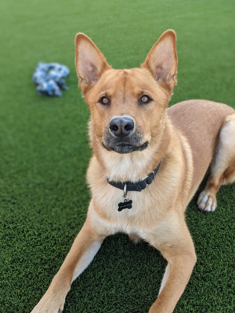 Nico, a Siberian Husky and Rottweiler mix tested with EmbarkVet.com