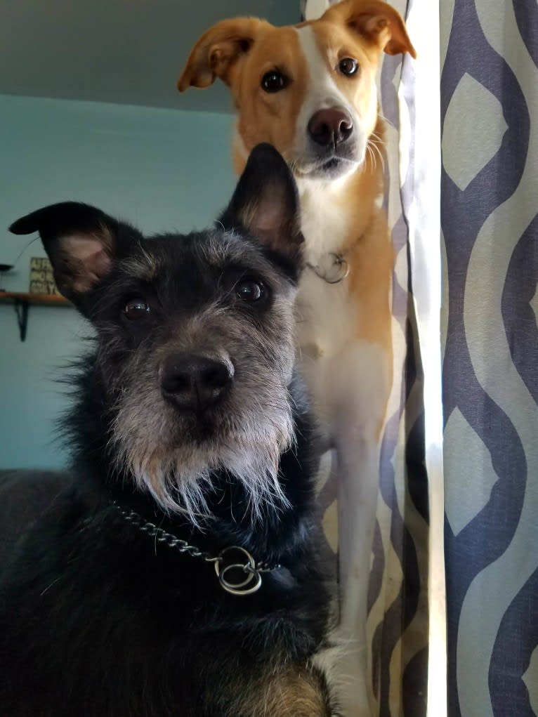 Bailey, a Russell-type Terrier and Shetland Sheepdog mix tested with EmbarkVet.com