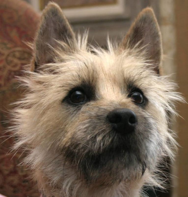 Bittman, a Cairn Terrier tested with EmbarkVet.com