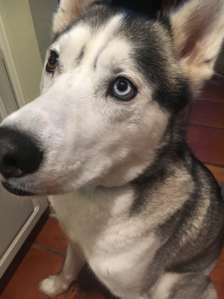 Caine, a Siberian Husky tested with EmbarkVet.com