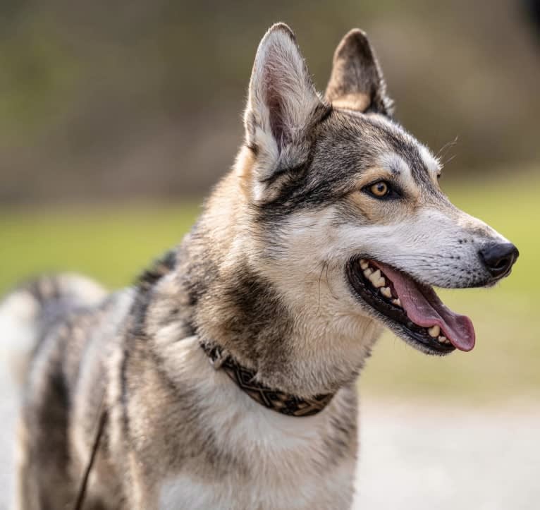 Zev a dog tested with EmbarkVet.com