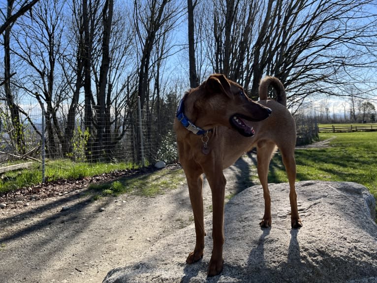 Leonardo, a Doberman Pinscher and Australian Shepherd mix tested with EmbarkVet.com