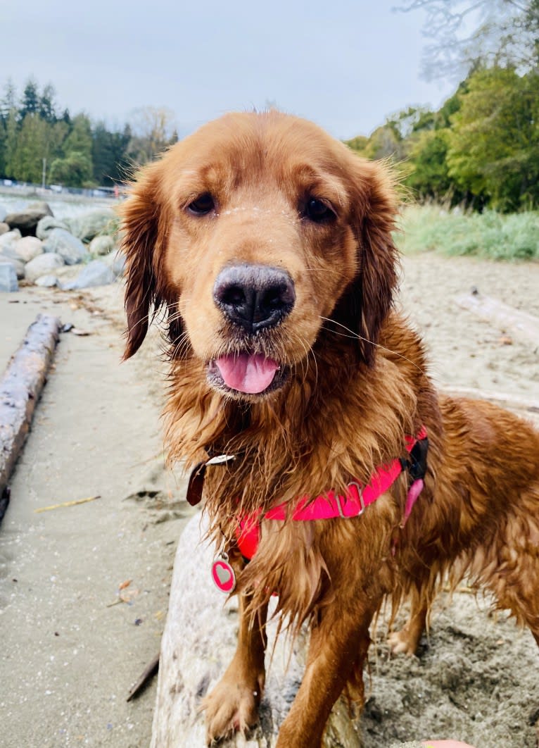 Gracie, a Golden Retriever tested with EmbarkVet.com