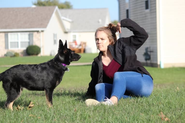 Jasmine, a German Shepherd Dog tested with EmbarkVet.com