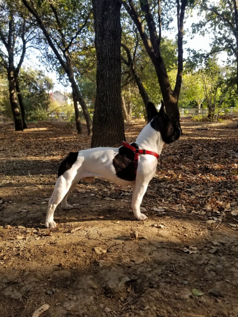 Koichi “Kohh”, a French Bulldog tested with EmbarkVet.com