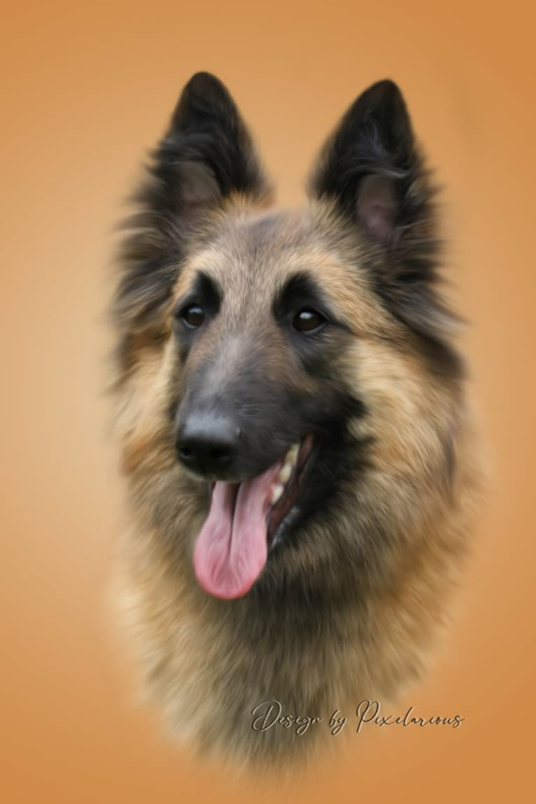 Limit, a Belgian Shepherd tested with EmbarkVet.com