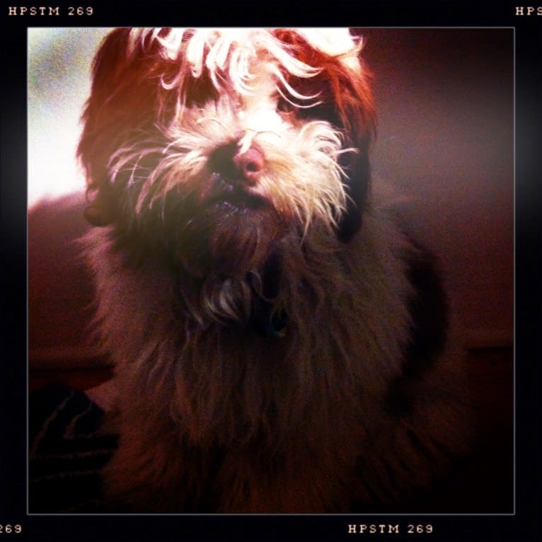 Miggy, a Shihpoo (11.3% unresolved) tested with EmbarkVet.com