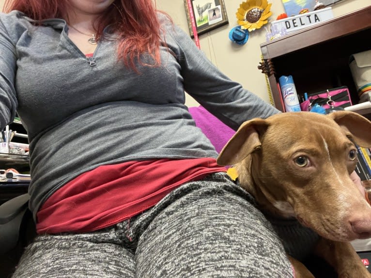 Bruce, an American Pit Bull Terrier and Chihuahua mix tested with EmbarkVet.com