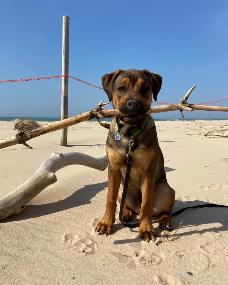 Lenny, a Rottweiler and American Pit Bull Terrier mix tested with EmbarkVet.com