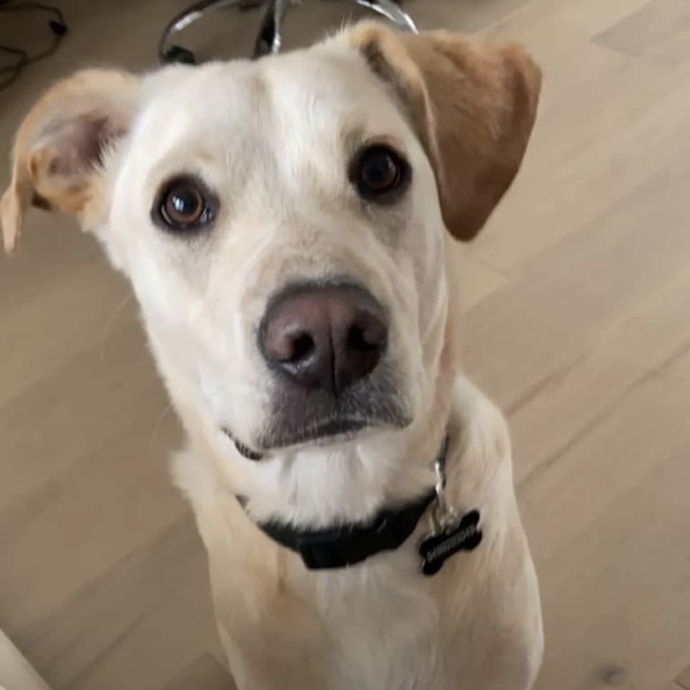 Koji, a Labrador Retriever and American Pit Bull Terrier mix tested with EmbarkVet.com