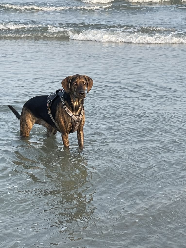 Tyson, a Golden Retriever and Treeing Walker Coonhound mix tested with EmbarkVet.com
