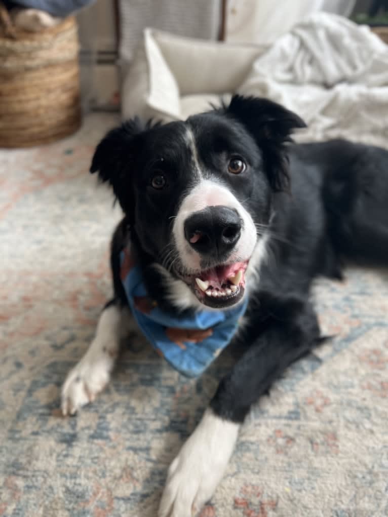 DDF Arlo, a Border Collie tested with EmbarkVet.com