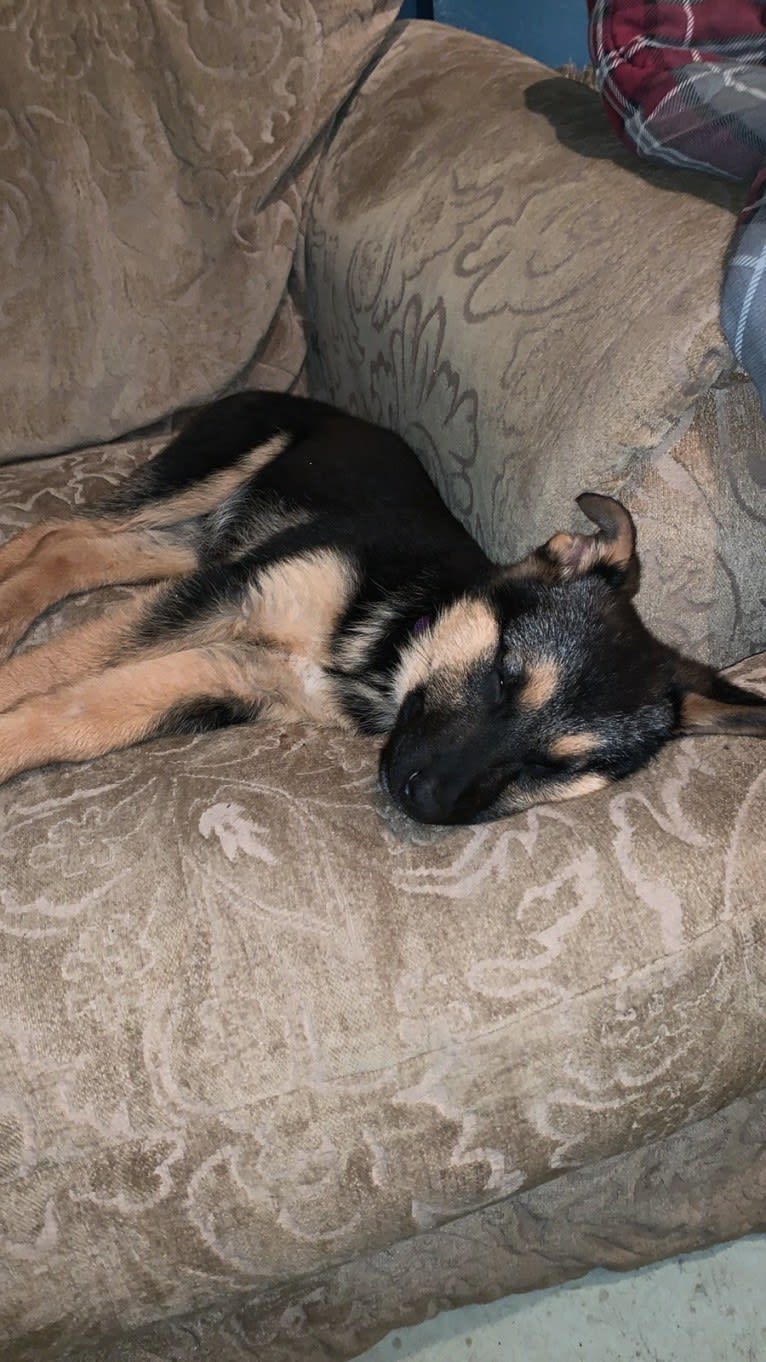 Bella, a German Shepherd Dog and Australian Cattle Dog mix tested with EmbarkVet.com