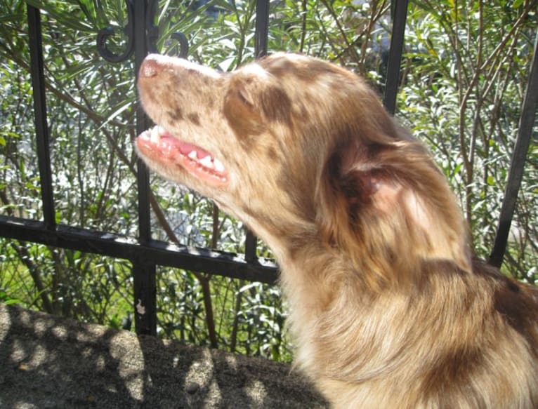 Cody, a Chihuahua tested with EmbarkVet.com
