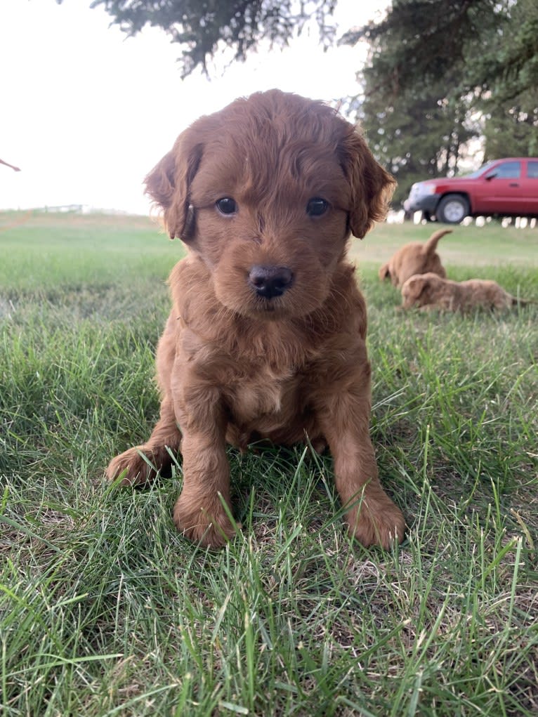 Gray Collar, a Goldendoodle tested with EmbarkVet.com