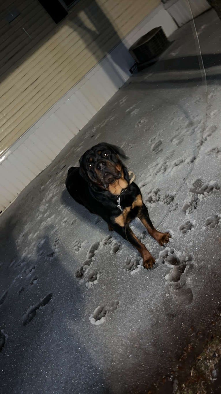 Chompy, a Rottweiler tested with EmbarkVet.com