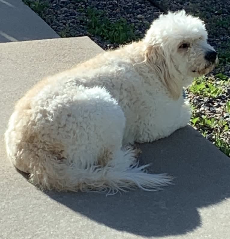 Sammy, a Goldendoodle tested with EmbarkVet.com