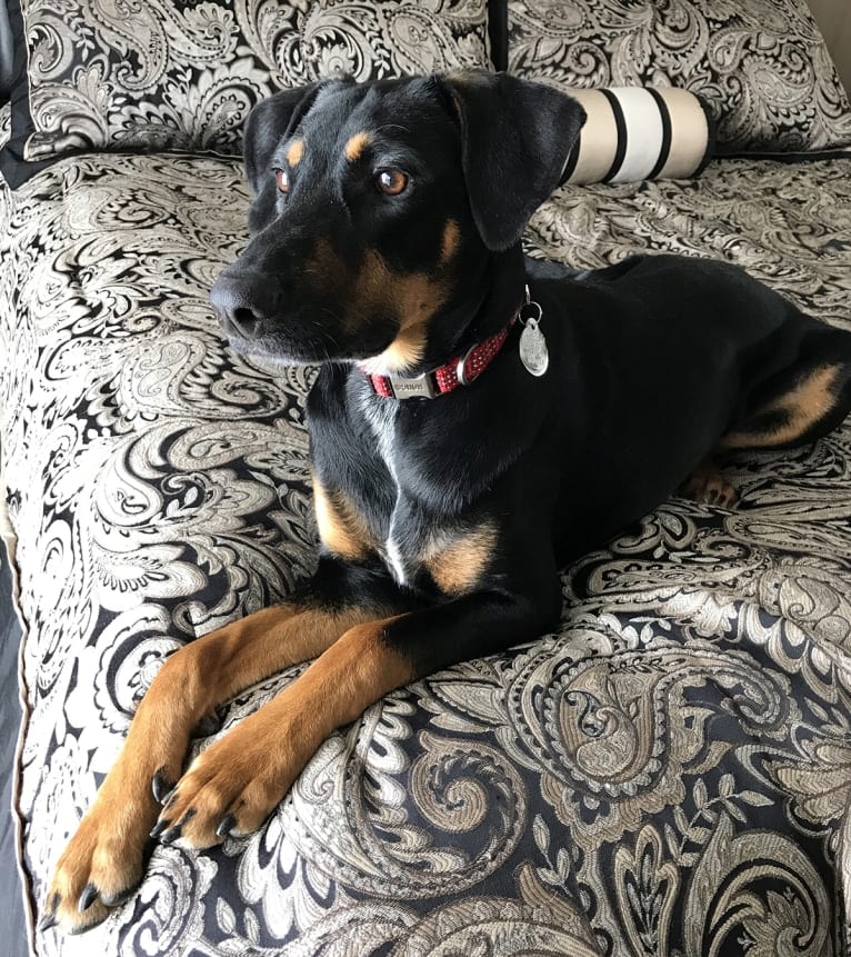 Beau, a Doberman Pinscher and American Pit Bull Terrier mix tested with EmbarkVet.com