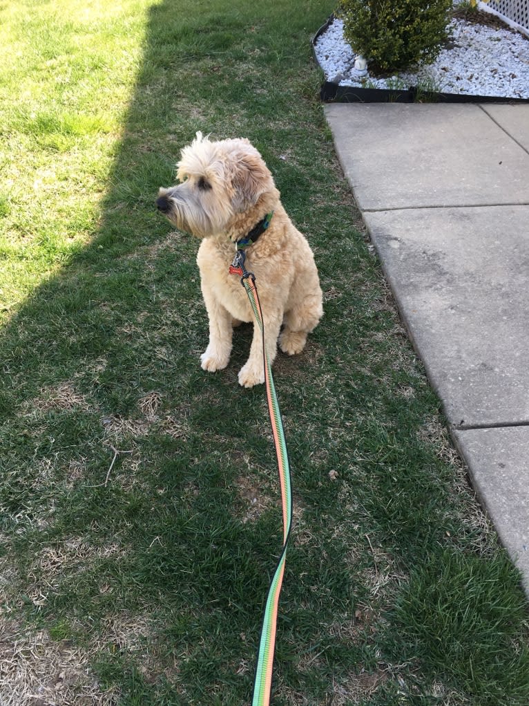 Desmond, a Soft Coated Wheaten Terrier tested with EmbarkVet.com