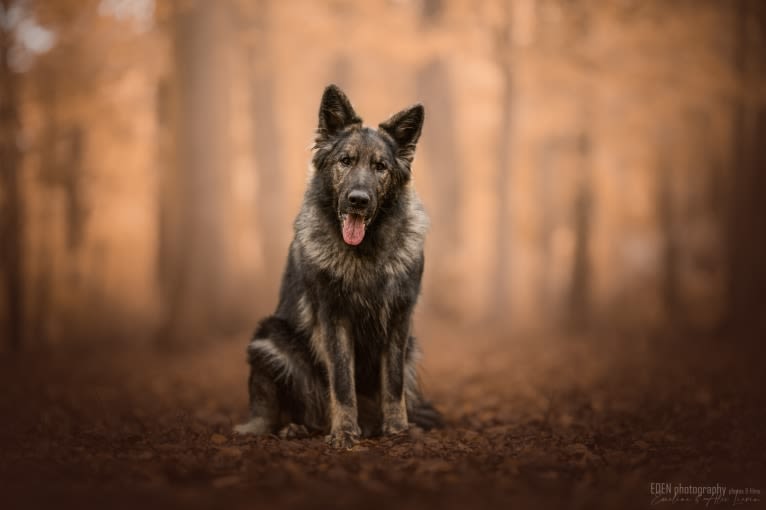 Mystic, a German Shepherd Dog tested with EmbarkVet.com