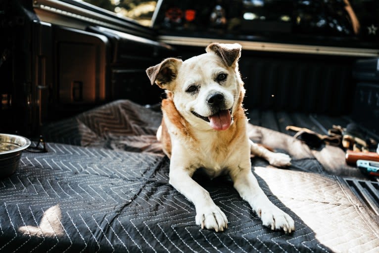 Callie, a Staffordshire Terrier and Cocker Spaniel mix tested with EmbarkVet.com
