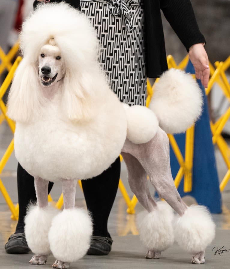 Mia, a Poodle (Standard) tested with EmbarkVet.com