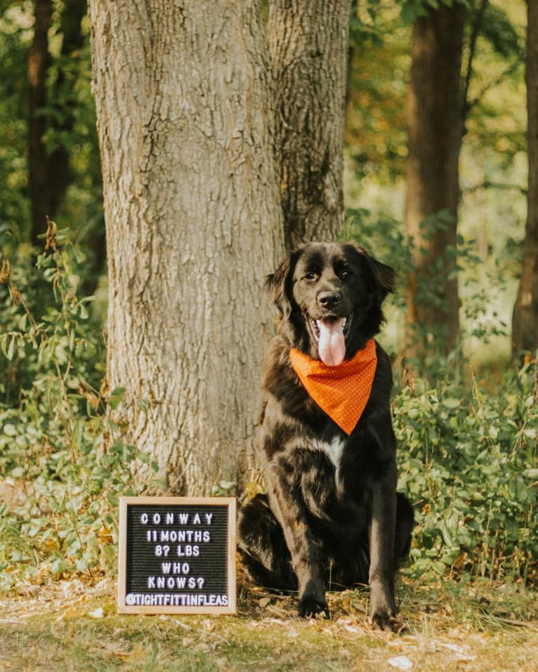 Conway, a Golden Retriever and Great Pyrenees mix tested with EmbarkVet.com