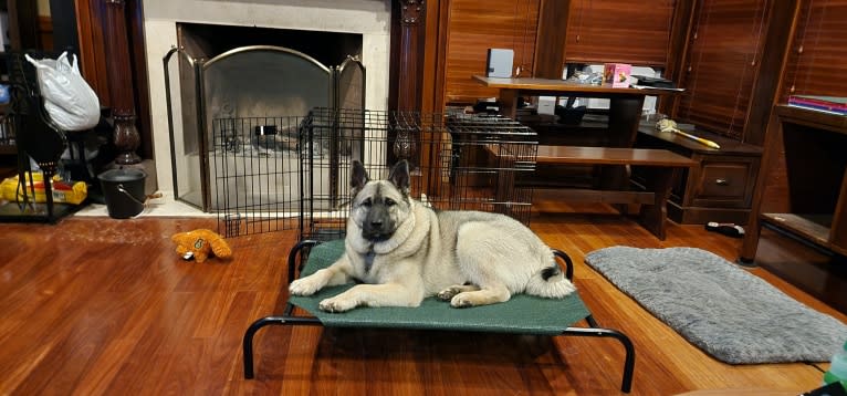 Ianto, a Norwegian Elkhound tested with EmbarkVet.com