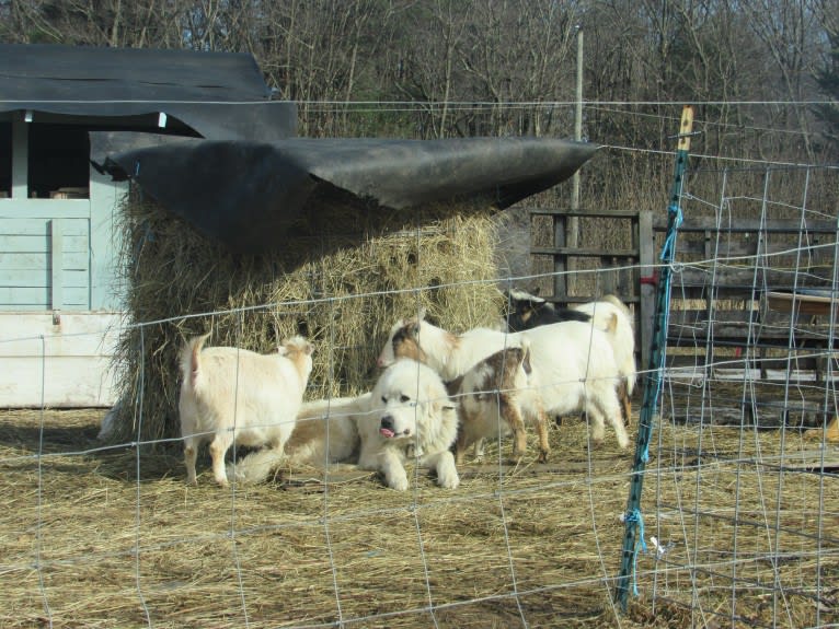 Moose, a Great Pyrenees tested with EmbarkVet.com