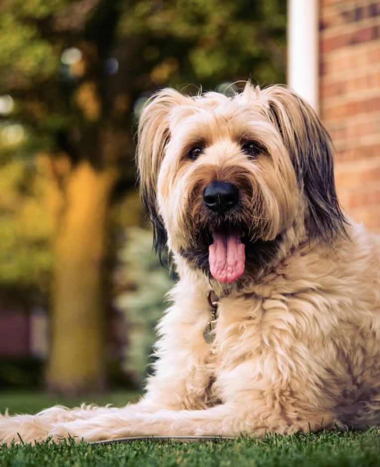 Buzzy, a Briard tested with EmbarkVet.com