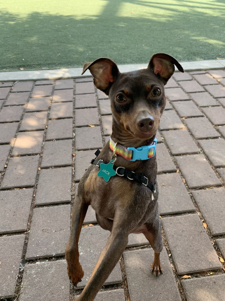 Halloween Jack, a Miniature Pinscher tested with EmbarkVet.com