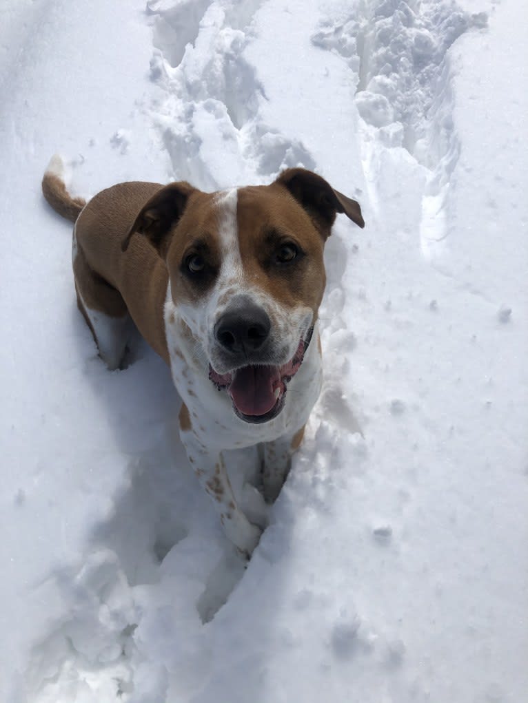 Gimli, an American Pit Bull Terrier and German Shepherd Dog mix tested with EmbarkVet.com