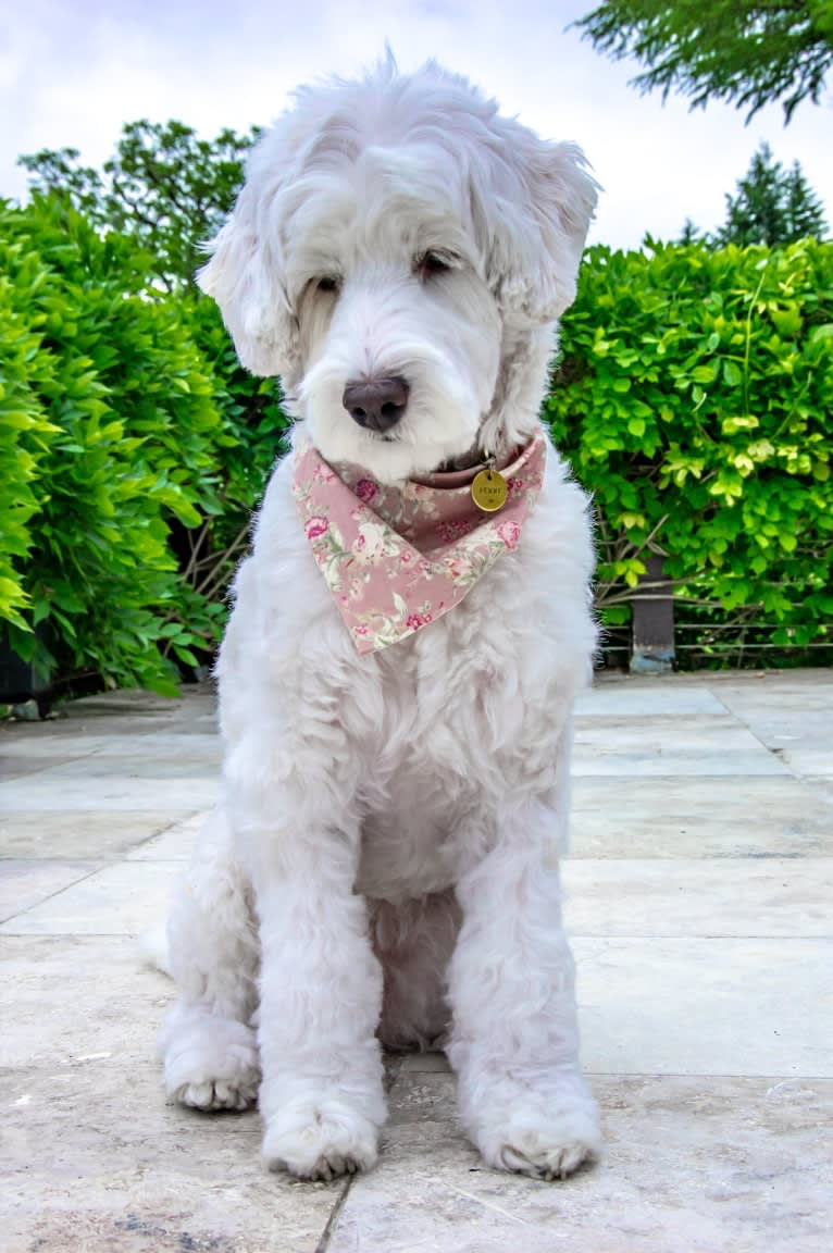 Penelope, a Poodle (Small) and Lhasa Apso mix tested with EmbarkVet.com