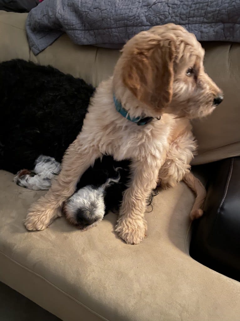 Blossom, a Poodle (Standard) and Golden Retriever mix tested with EmbarkVet.com