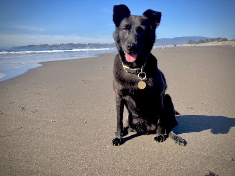 RoofyRoo, a Formosan Mountain Dog tested with EmbarkVet.com