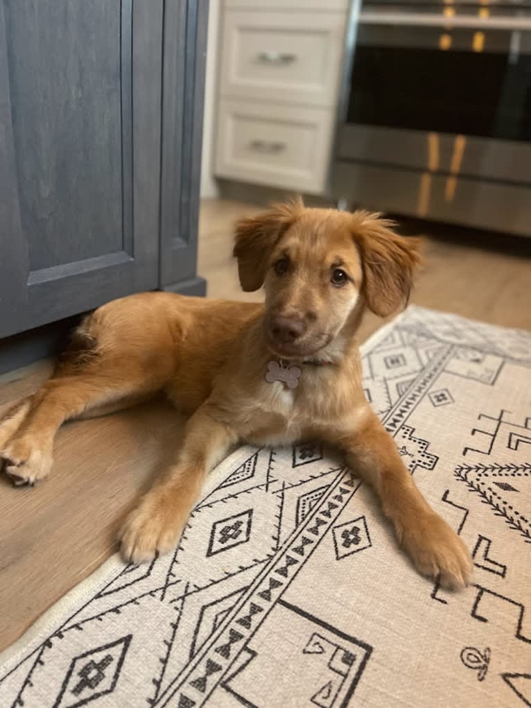 Abbey, an English Springer Spaniel and Siberian Husky mix tested with EmbarkVet.com