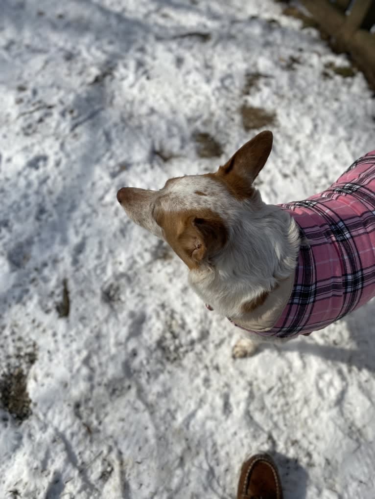 Ginger, an Australian Cattle Dog and German Shepherd Dog mix tested with EmbarkVet.com