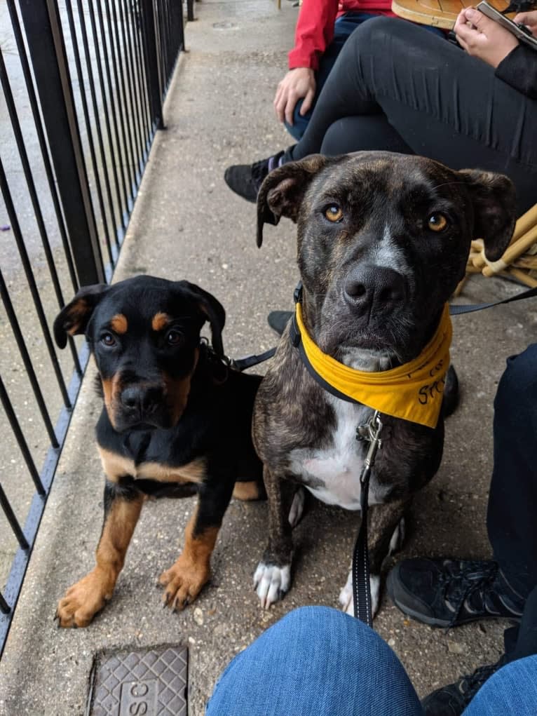 Regan, a Rottweiler and Bullmastiff mix tested with EmbarkVet.com