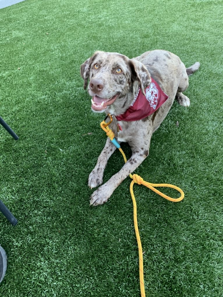 Dexter, a Labrador Retriever and Australian Shepherd mix tested with EmbarkVet.com