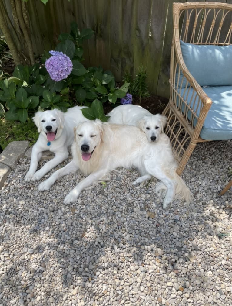 Hudson Gene Dement, a Golden Retriever tested with EmbarkVet.com