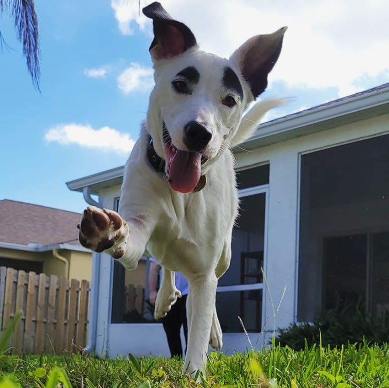 Buster, an American Bully and American Pit Bull Terrier mix tested with EmbarkVet.com