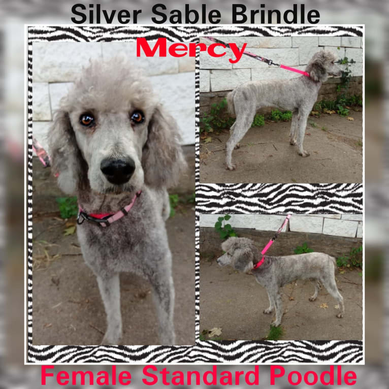 Mercy, a Poodle (Standard) tested with EmbarkVet.com