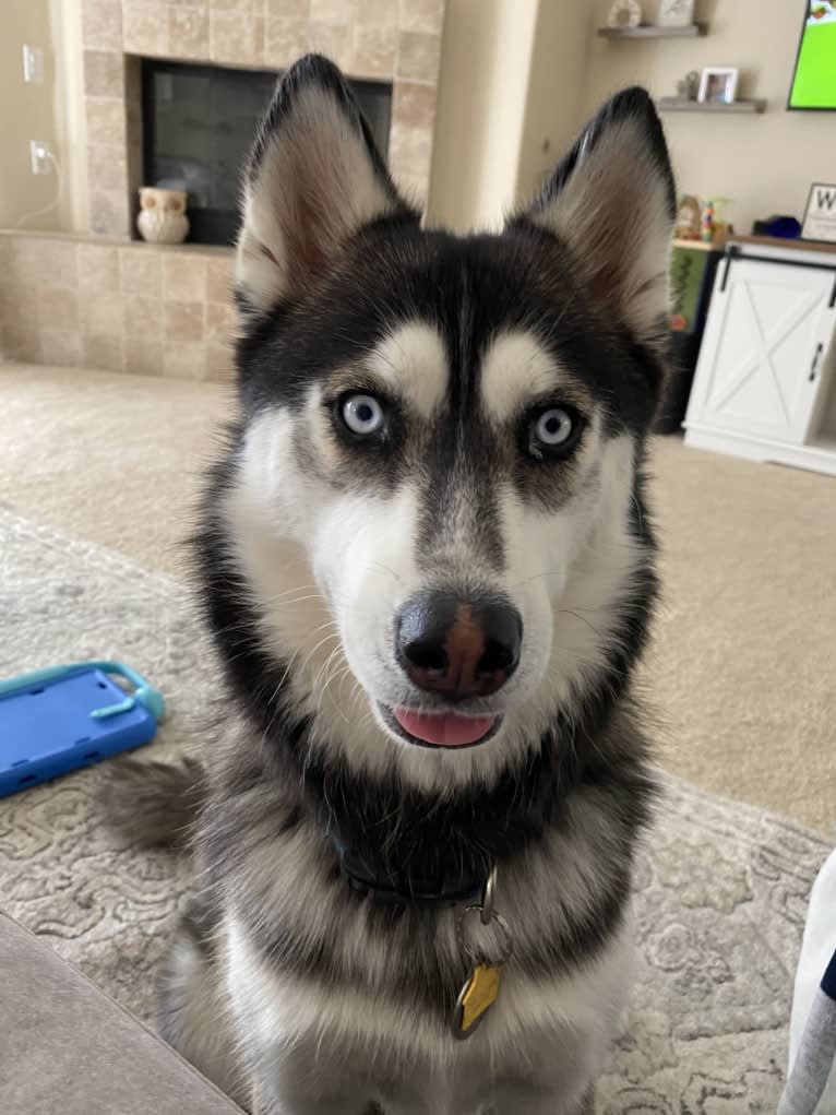 Shasta, a Siberian Husky tested with EmbarkVet.com